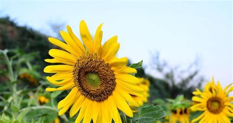 太阳花风水|太阳花的寓意和象征风水 